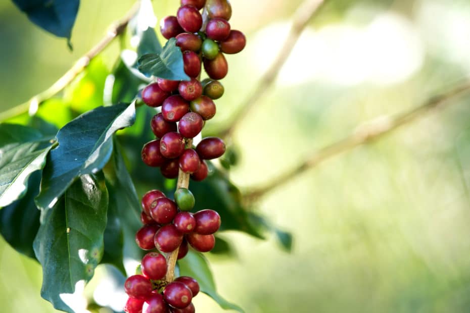 coffee bean berry ripening on coffee farm 2021 08 31 06 18 51 utc scaled
